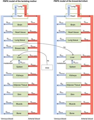 Exposure of Infants to Isoniazid via Breast Milk After Maternal Drug Intake of Recommended Doses Is Clinically Insignificant Irrespective of Metaboliser Status. A Physiologically-Based Pharmacokinetic (PBPK) Modelling Approach to Estimate Drug Exposure of Infants via Breast-Feeding